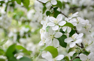 Close-up of delicate white blossoms in full bloom