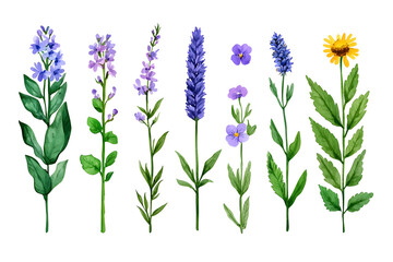 Naklejka premium Watercolor wildflowers and leaves illustration set isolated on white