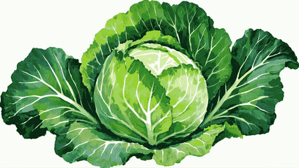 Obraz premium Head of green cabbage isolated watercolor vector illustration svg 