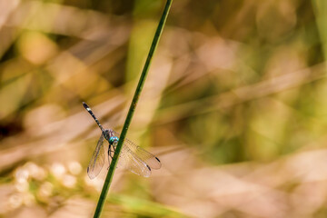 An exotic spot-tailed dasher dragonfly resting on a reed over a pond, in a forest near the colonial town of Villa de Leyva, in central Colombia.