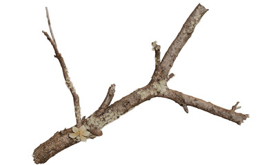 A weathered branch with delicate flowers, isolated against a dark background
