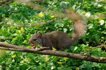 Springtime at Parco Sempione, Milan: a squirrel