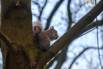 Springtime at Parco Sempione, Milan: a squirrel