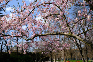 Fototapeta premium Parco Sempione in Milan, Italy, at March