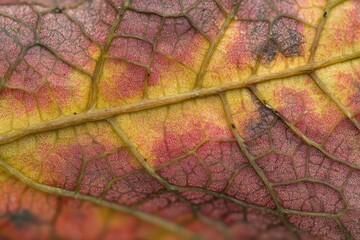 Obraz premium Close-up shot reveals the intricate network of veins within a colorful autumn leaf, showcasing its fading beauty.