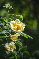 yelow flowers in the garden