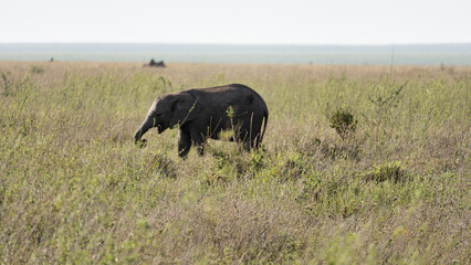 Fototapeta premium A Young Elephant Gracefully Walking in a Lush, Grassy Landscape Under the Sunlight Serengeti Tanzania Africa