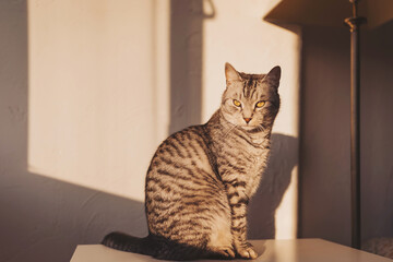 Striking tabby cat basking in warm afternoon sunlight while observing its surroundings in a cozy room © Cristina