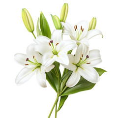 Bundle of Easter lily stems with buds and leaves, isolated on white background