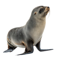 Obraz premium Fur Seal AI Generated Image