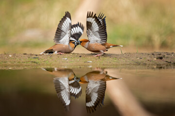 hawfinches fighting 