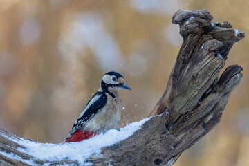 great spotted woodpecker in the snow