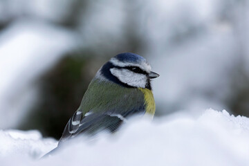 blue tit in the snow