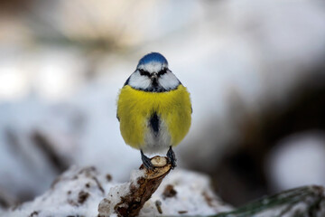 blue tit in a tree in the winter