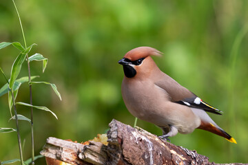 waxwing on a branch