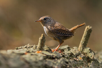 wren sitting on the ground