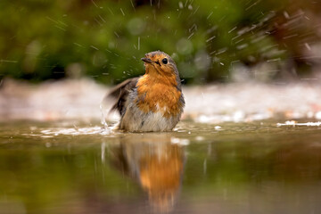 robin read breasth bathing   in the water