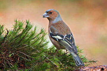 male finch sitting in a tree