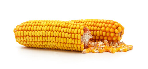 Two cobs of dry corn with grains.