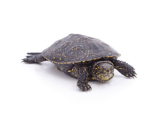 One small turtle.