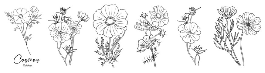 Set of Cosmos, October birth month flower outline drawings. Modern minimalist hand drawn floral design for logo, tattoo, packaging, cards. Line art vector clipart © Creative_Juice_Art