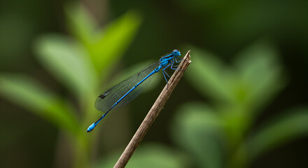 Vibrant Azure Damselfly Perched Delicately on a Twig Amidst Lush Greenery