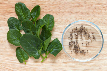 Seeds of salad vitamin spinach in petri dish and green leaves fresh organic vegetable spinachs on wooden cutting board. Seeds before sowing in kitchen garden. Flat lay, close-up, top view, copy space