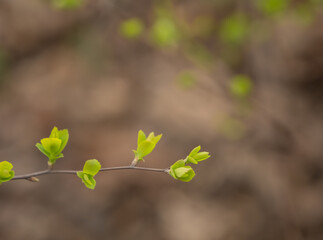 Fresh green leaves budding on a branch in early spring, captured with soft focus and natural light. Perfect for seasonal themes, renewal, growth, and peaceful nature backgrounds