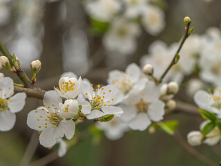Cluster of white spring blossoms on a tree branch in soft natural light. Perfect for themes of renewal, beauty, blooming season, nature, and romantic or floral designs
