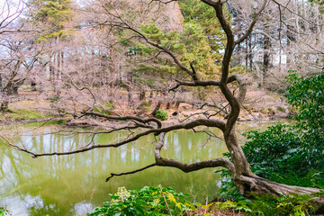 cherry tree in spring