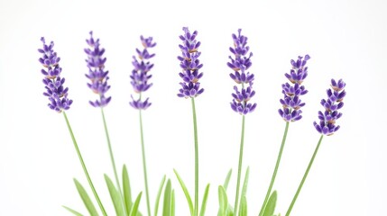 Obraz premium A serene arrangement of lavender flowers, showcasing their vibrant purple hues against a clean, white background.