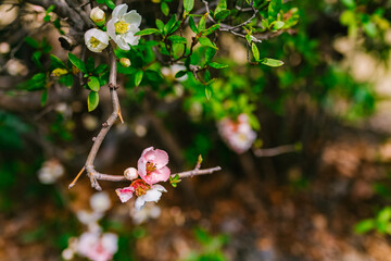 apple tree blossom