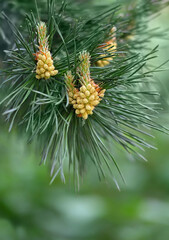 young Pine buds on coniferous tree branch close up, green natural background. blossom Scots pine buds used of healthy drugs in alternative medicine. spring season
