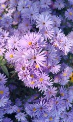 Obraz premium Enchanting Lavender Blooms: Delicate Wildflowers in Soft Spring Light