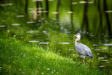 Elegant Grey Heron Standing by the Lake