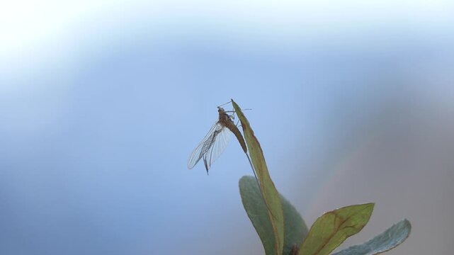 effimere o efemerotteri (Ephemeroptera)
