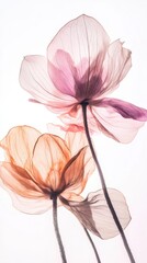 Dried lotus flowers, in pink and light orange colors, in a watercolor style, with translucent petals, on a white background