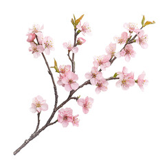 Cherry blossom sprig with light pink blooms, isolated on white background