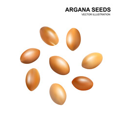 Argan Nuts Isolated, Argania Oil Seeds for Natural Organic Cosmetic, Skincare Argan Fruits