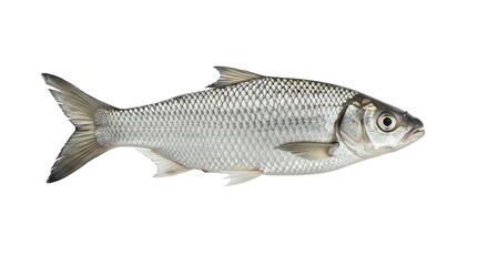 Isolated Silver Fish