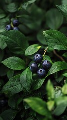 Picking Fresh Blueberries From the Bush in a Lush Green Garden