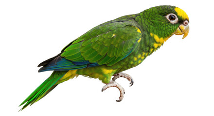 Isolated Parrot