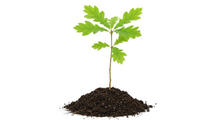 Isolated Small Oak Tree Growing in Mound of Soil
