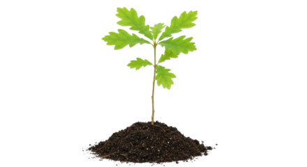 Isolated Small Oak Tree Growing in Mound of Soil