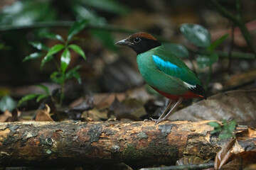 Western Hooded Pitta Pitta sordida
