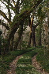 木漏れ日に映える森の小道