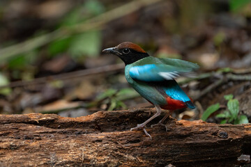 Western Hooded Pitta Pitta sordida