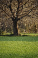 Obraz premium 春の麦畑と枯れた大木