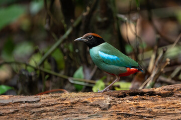 Western Hooded Pitta Pitta sordida