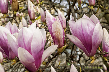 Saucer magnolia, Magnolia × soulangeana, buds starting to flower at the bastion park in Geneva,...